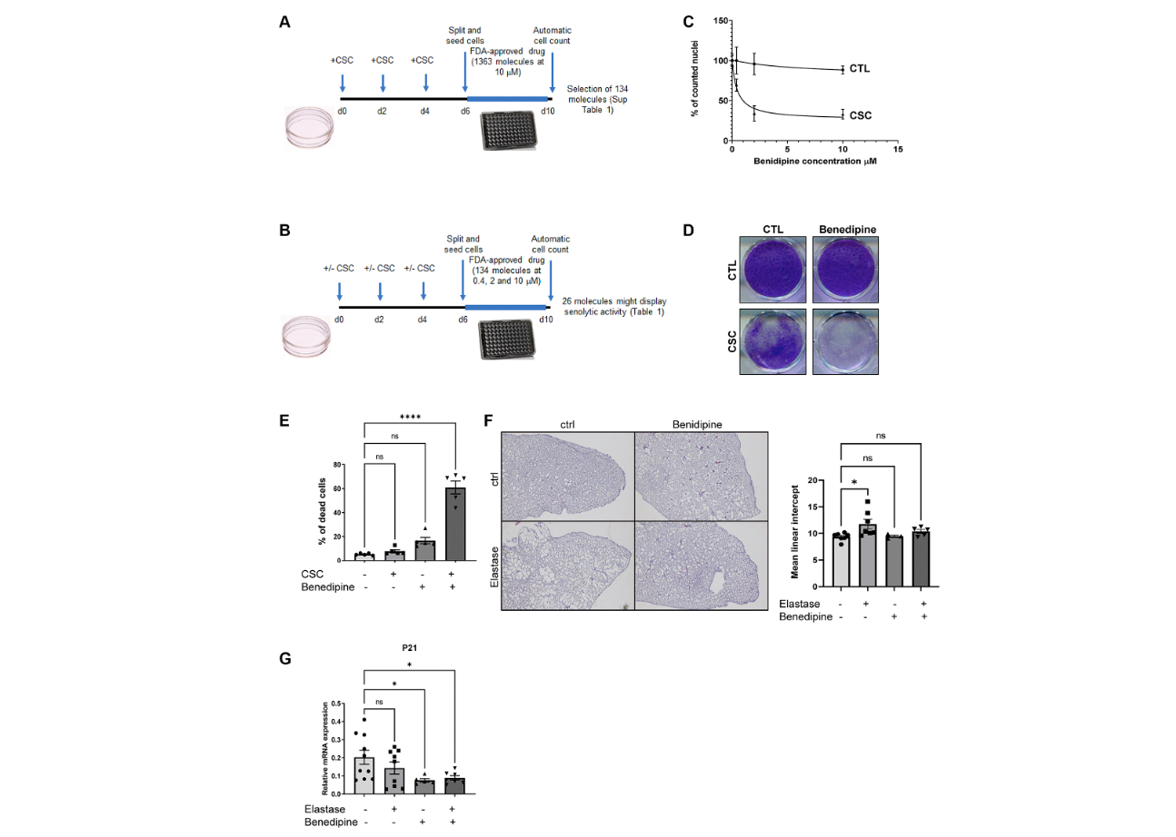 Benidipine Calcium Channel Blocker Improves Cigarette Smoke Induced