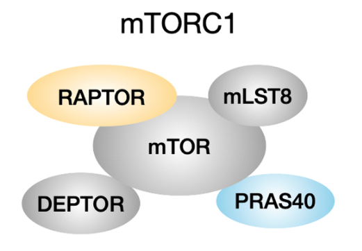 Regulation of mTOR complexes in long-lived growth hormone receptor knockout and Snell dwarf mice