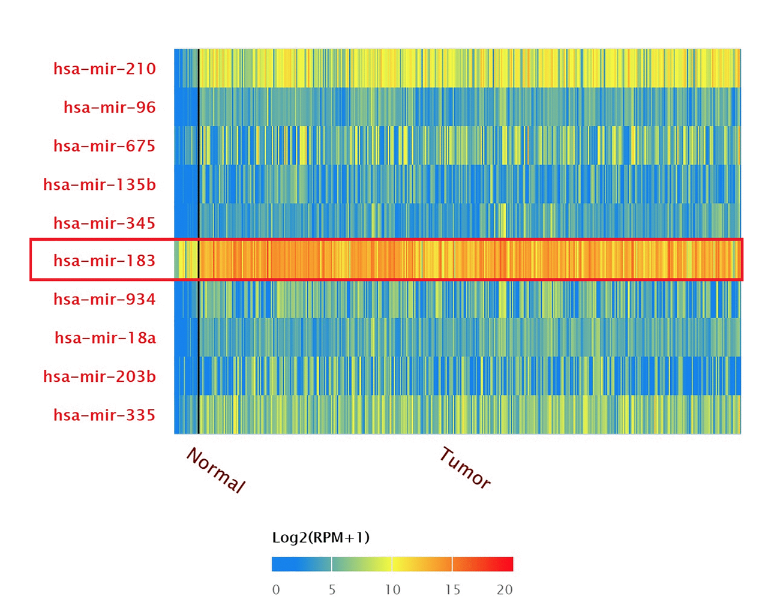 Transcriptional expressions of hsa-mir-183 predicted target genes as independent indicators for prognosis in bladder urothelial carcinoma