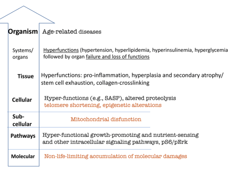 Figure 3. Hierarchical hallmarks of aging based on hyperfunction theory, applicable to humans. Non-life-limiting hallmarks are shown in brown color. See text for explanation.