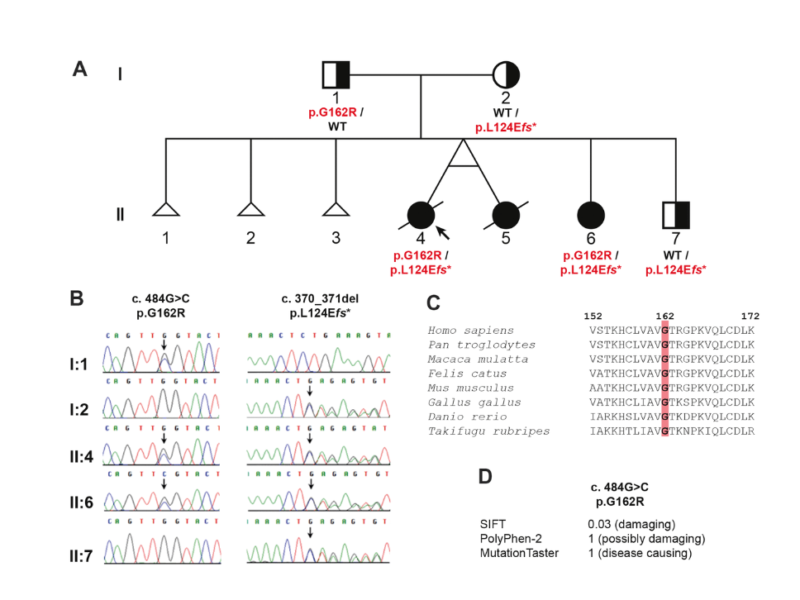 Cockayne syndrome without UV-sensitivity in Vietnamese siblings with novel ERCC8 variants