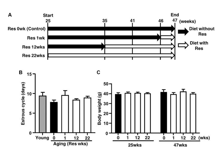 Short-term resveratrol treatment restored the quality of oocytes in aging mice