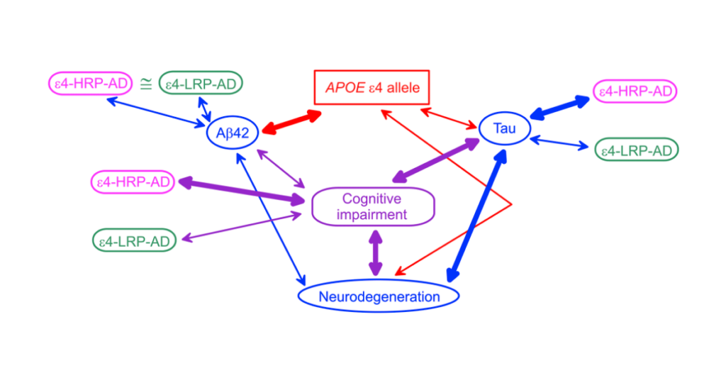 Figure 1. A schematic diagram of potential APOE-related mechanism of Alzheimer’s disease (AD).