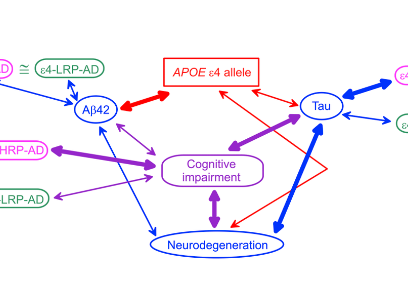 Figure 1. A schematic diagram of potential APOE-related mechanism of Alzheimer’s disease (AD).