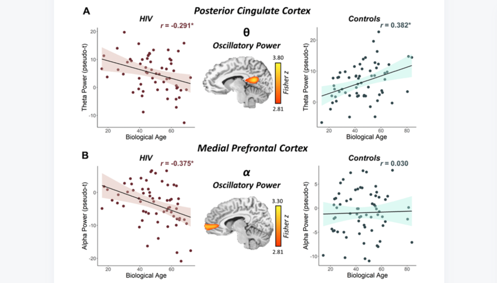 Figure 3. Interaction between biological age and HIV status on the posterior cingulate theta response and the medial prefrontal cortex alpha response.