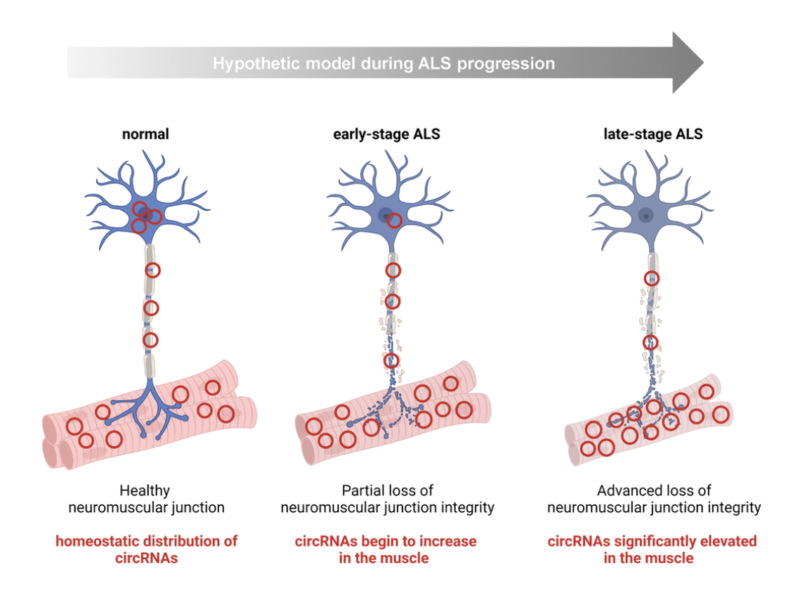 Figure 6. Hypothesis: some circRNAs mobilize within the motor neuron to the NMJ/muscle during the progression of ALS.