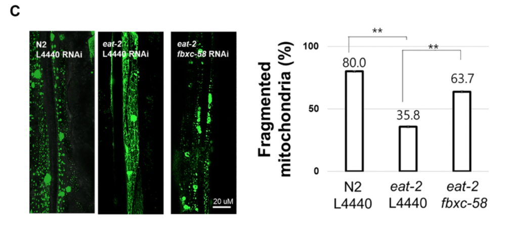 Figure 3. fbxc-58 mediates dietary restriction effects on mitigating muscle aging.