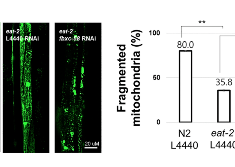 Figure 3. fbxc-58 mediates dietary restriction effects on mitigating muscle aging.