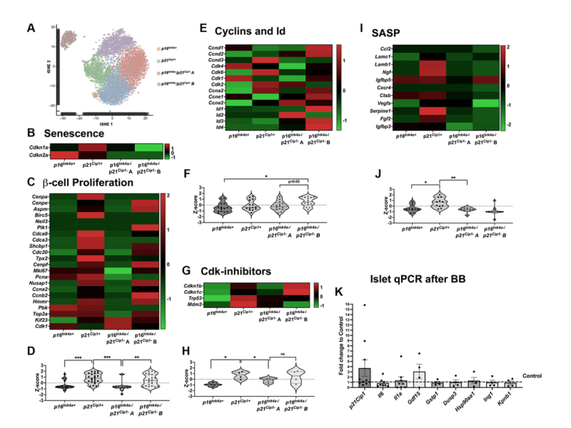 Figure 6. p16Ink4a-expressing cells do not proliferate or secrete SASP compared to other senescent cells.