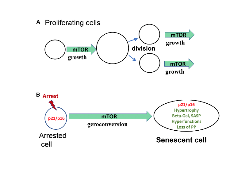 Cellular senescence: when growth stimulation meets cell cycle arrest