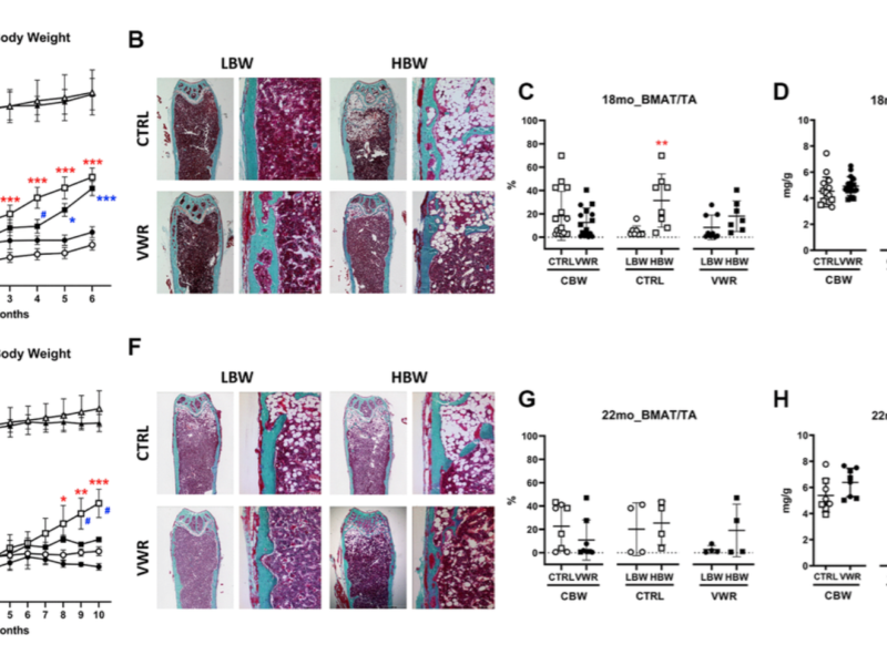 Figure 1. Body weight, bone marrow adipose tissue, and heart weight during aging.