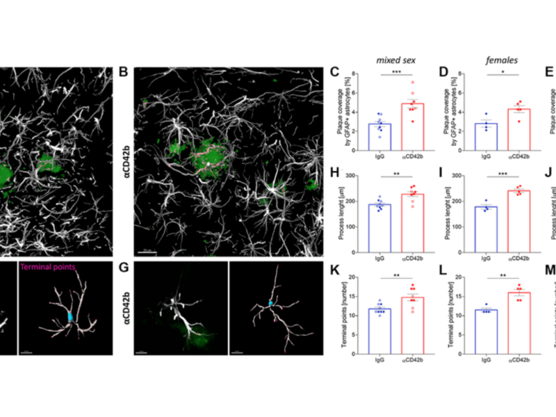 Figure 5. Platelet depletion increases astrocytic coverage of fibrillary amyloid plaques.