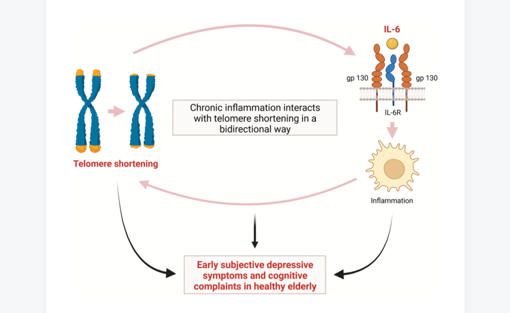 Figure 4. Hypothetical interaction between telomere shortening and inflammation induced by IL-6 leading to early subjective depressive symptoms and cognitive complaints in relatively healthy elderly.
