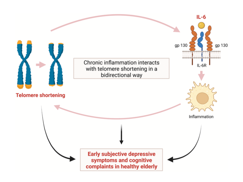 Figure 4. Hypothetical interaction between telomere shortening and inflammation induced by IL-6 leading to early subjective depressive symptoms and cognitive complaints in relatively healthy elderly.