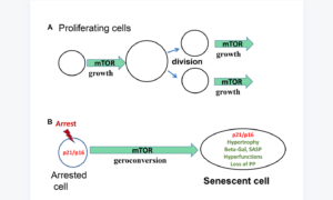 Figure 1. Geroconversion as a form of growth.