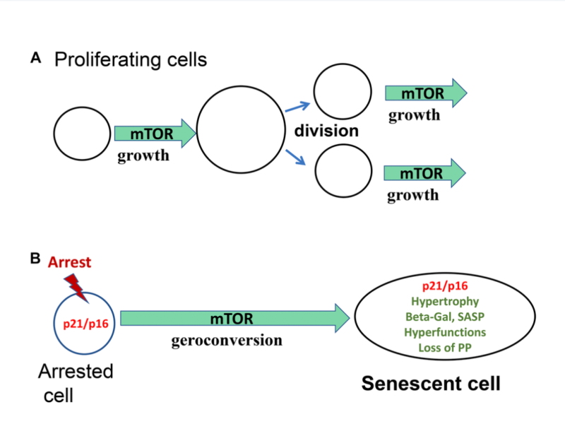 Figure 1. Geroconversion as a form of growth.