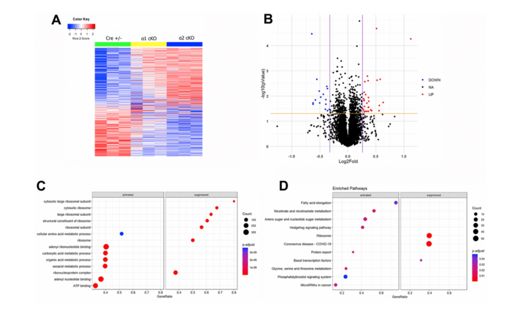 Figure 6. Mass spectrometry (MS)-based proteomics analysis reveals distinct alterations of protein expression levels associated with suppression of the neuronal AMPKα isoform in aged mice.
