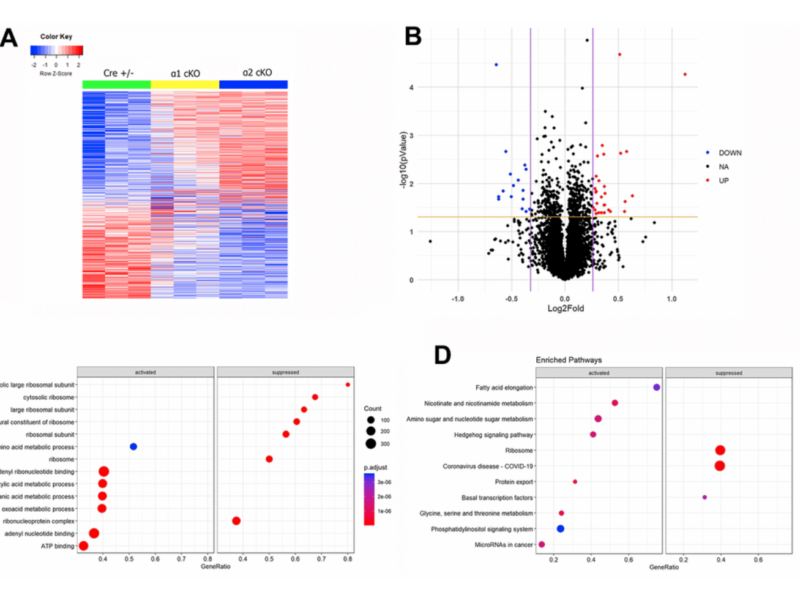 Figure 6. Mass spectrometry (MS)-based proteomics analysis reveals distinct alterations of protein expression levels associated with suppression of the neuronal AMPKα isoform in aged mice.