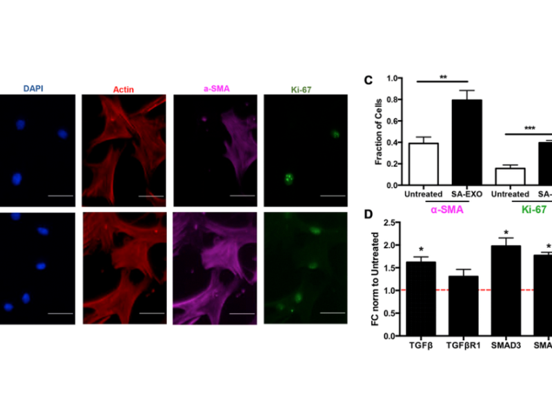 Figure 6. Senescence / Senescent EXO exchange promotes activated MSC phenotype.