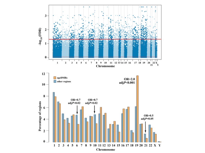 Figure 3. Chromosomal distribution of human sperm ageDMRs