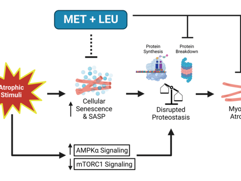 Figure 7. Summary schematic of MET+LEU effects during SD in muscle cells.