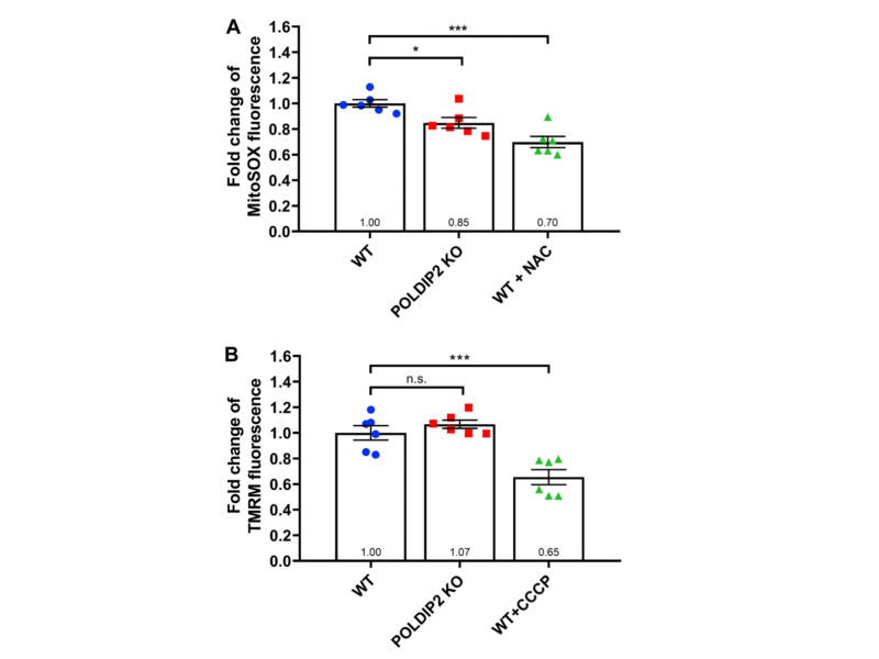 Figure 6. POLDIP2 KO reduced mitochondrial superoxide.