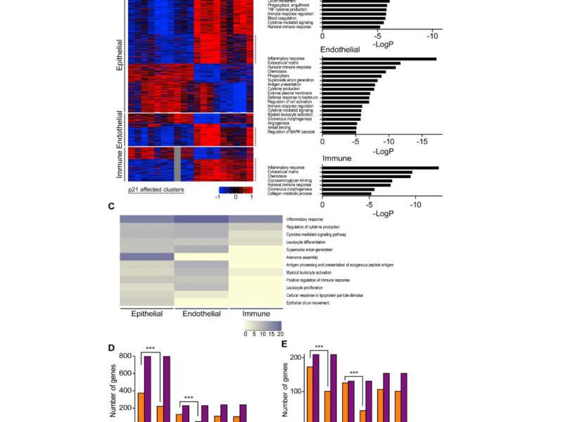 Figure 5. Epithelial and endothelial cell populations mediate p21-dependent inflammatory responses following chronic LPS inhalation.