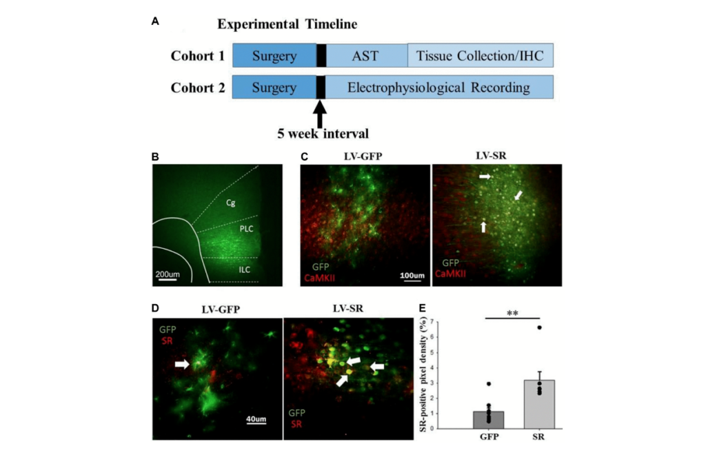 Figure 1. Experimental timeline and confirmation of lentiviral transfection and upregulation of SR expression in mPFC.