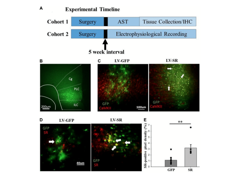 Figure 1. Experimental timeline and confirmation of lentiviral transfection and upregulation of SR expression in mPFC.