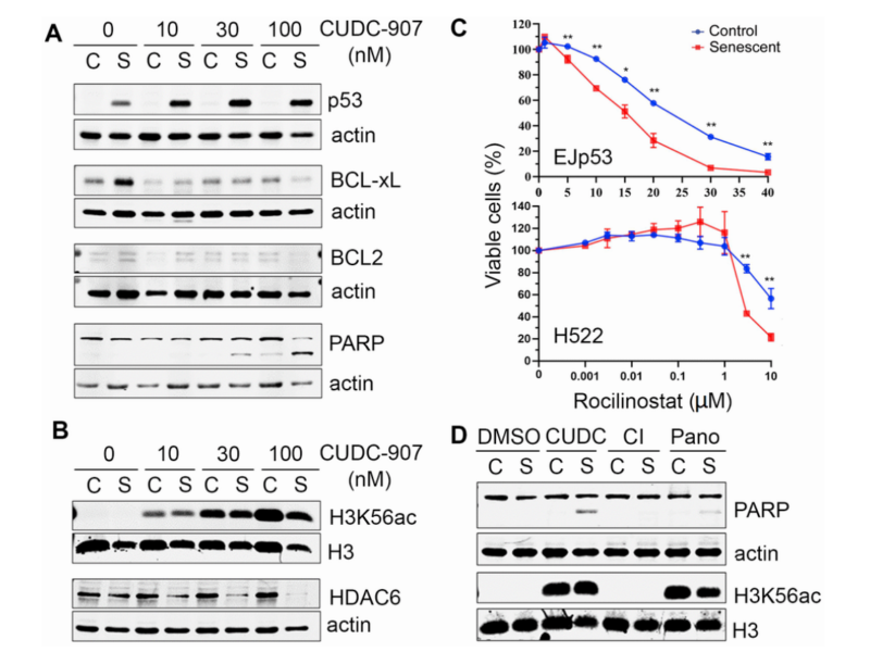 Figure 4. Mechanisms of cell death induced by CUDC-907 in senescent cells.
