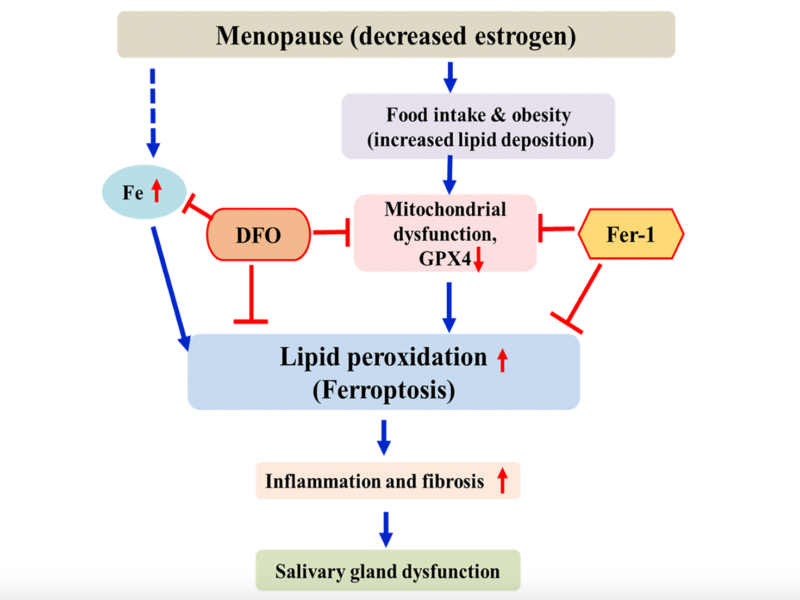 Figure 7. Schematic diagram of postmenopausal salivary gland dysfunction in ovariectomized rats.