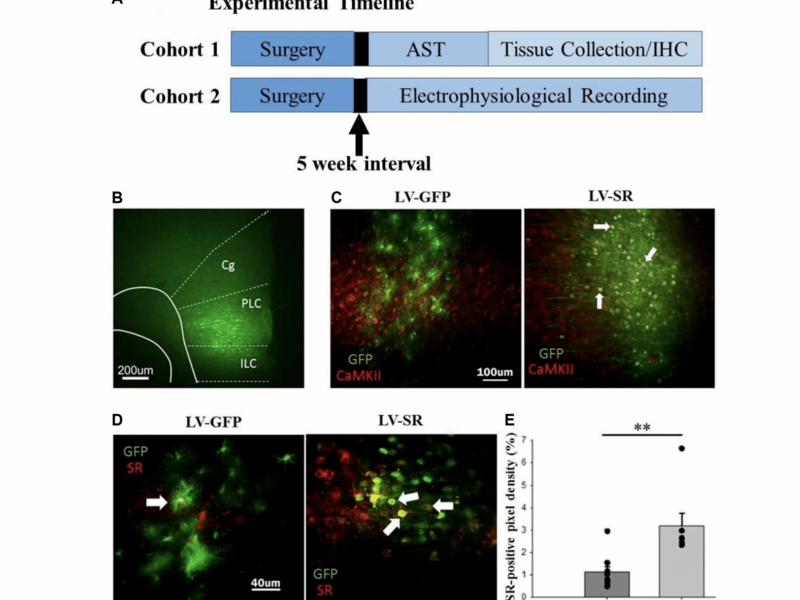 Viral vector-mediated upregulation of serine racemase expression in medial prefrontal cortex improves learning and synaptic function in middle age rats