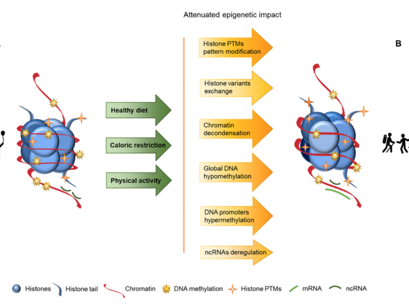 Figure 2. Representation of age-associated epigenetic changes after following a healthy lifestyle.