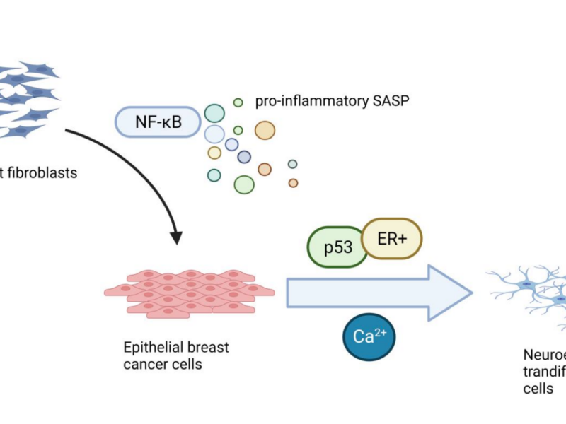 Figure 1. Cell culture supernatant, containing NF-κB-dependent pro-inflammatory senescence-associated secretory phenotype (SASP), was collected from senescent normal human fibroblasts and used to treat human epithelial breast cancer cells.