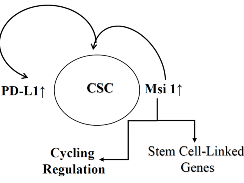 Figure 6. Key summary of findings. Shown is increased expression of PD-L1 and Msi 1 in CSCs.