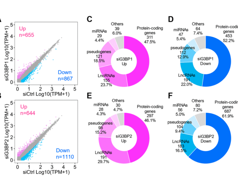 Stress granules sequester Alzheimer’s disease-associated gene transcripts and regulate disease-related neuronal proteostasis