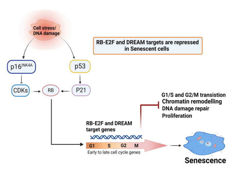 Figure 6. Mechanisms proposed in this study. Cellular senescence