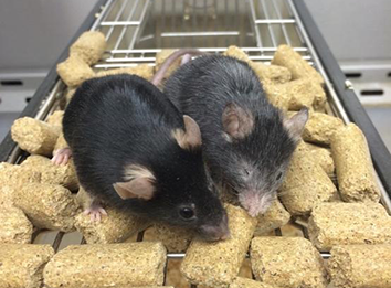 Image 1. Mice in the Sinclair lab have been engineered to age rapidly to test the effectiveness of therapies to reverse the aging process. The mouse on the right has been aged to 150% that of its sibling on the left by disrupting its epigenome. Photo credit: D. Sinclair, Harvard Medical School.