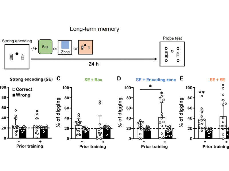 Figure 4. Long-term retention of everyday spatial memory in aging. Cognitive rescue