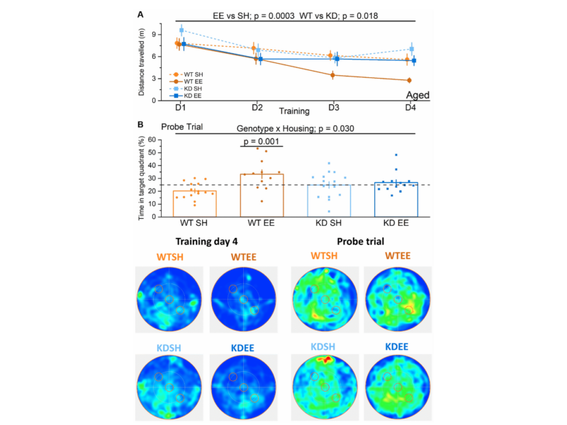 Figure 7. Enrichment of aged mice improves hippocampus-dependent reference memory via MSK1.