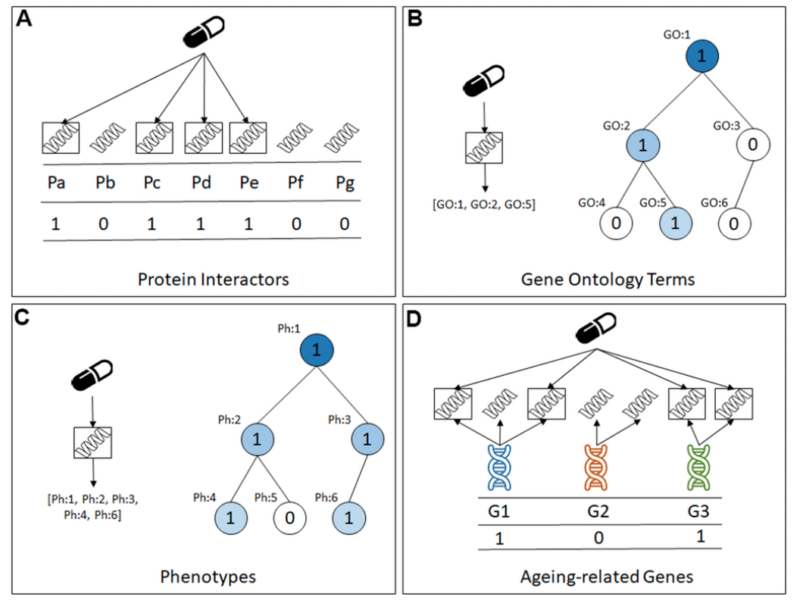 Figure 1. The four types of predictive features in the datasets created for this study. (A) Protein Interactors, (B) Gene Ontology Terms, (C) Phenotypes, (D) Ageing-related genes. machine learning