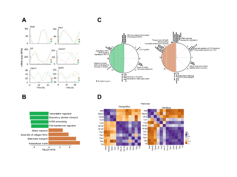 Reorganization of pancreas circadian transcriptome with aging