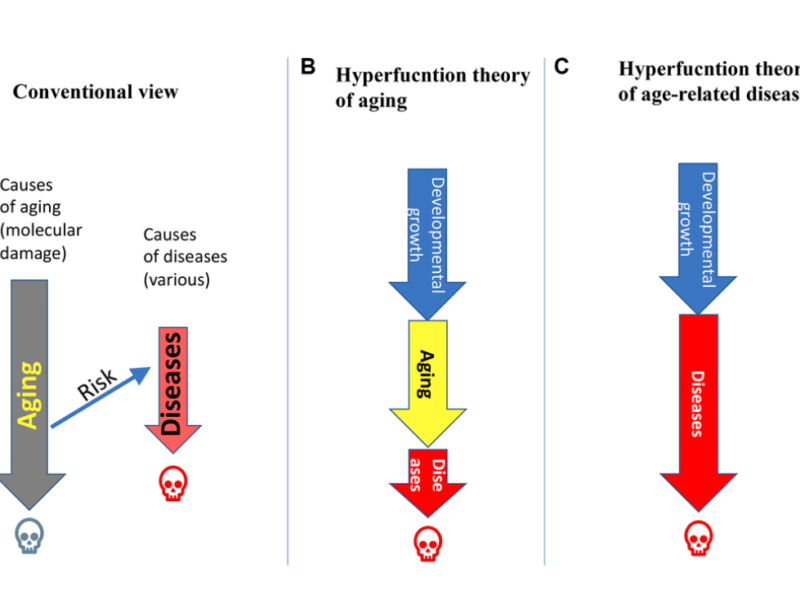 Figure 1. Relations between aging and age-related diseases (ARDs).
