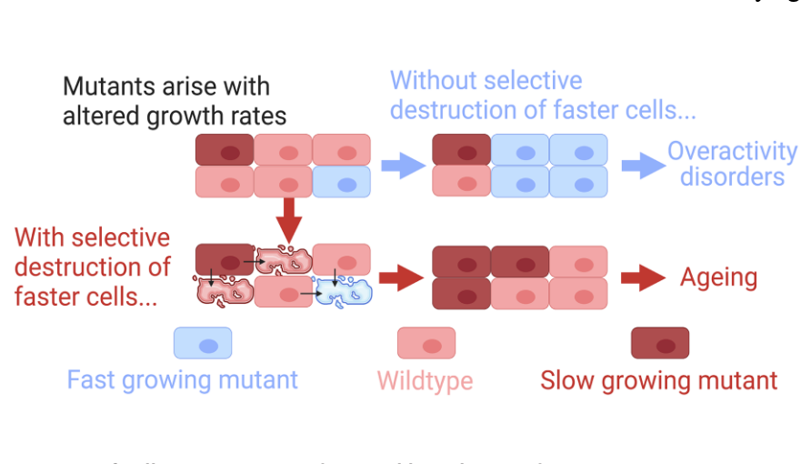 Figure 1. Outcomes of cell competition and control by selective destruction. C