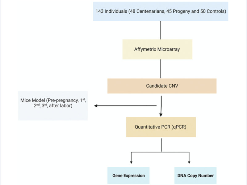 Figure 1. Flowchart of the study. Homolog candidate CNVs and their flanking genes were evaluated among mice during pregnancy using qRT-PCR.