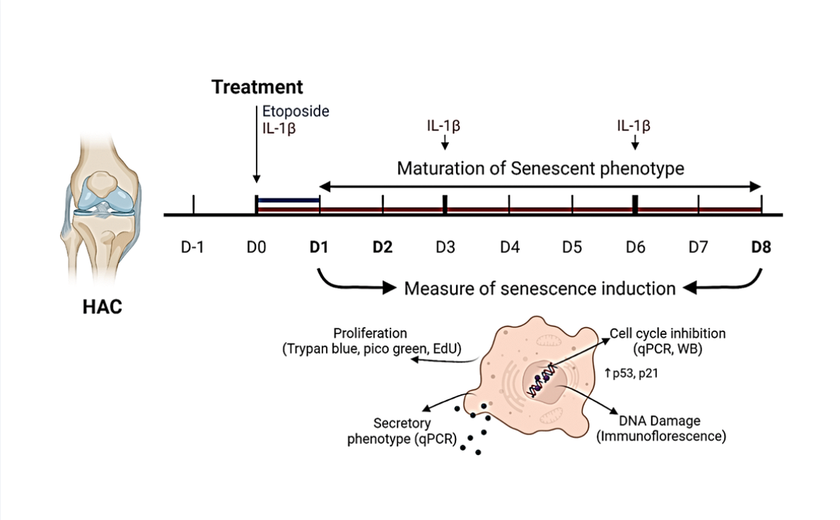 DNA Damage-induced Senescence Model in Osteoarthritic Chondrocytes