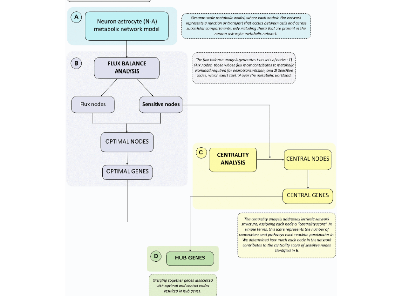 Metabolic switch in the aging astrocyte supported via integrative approach comprising network and transcriptome analyses