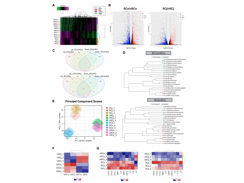 Figure 2. Comprehensive transcriptional analysis of senescent corneal and conjunctival epithelial cells.