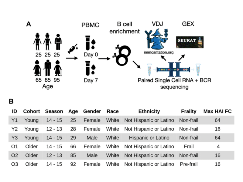 Figure 1. Experimental workflow and subject demographics. (A) PBMC samples were collected from three young and three older adults (midpoint of the age range shown) before and seven days after vaccination. The samples were negatively enriched for B cells.