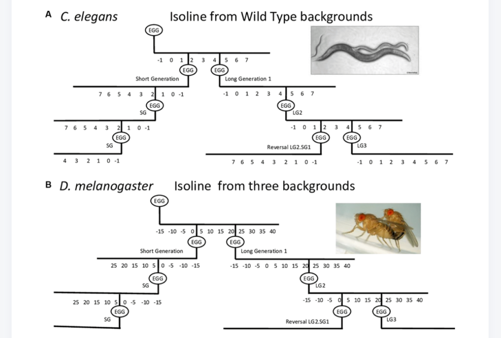 Figure 1. Schematic of the procedure used to establish long and short generation lines with consistent parental age at reproduction. longevity
